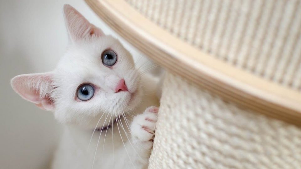 door frame scratching post