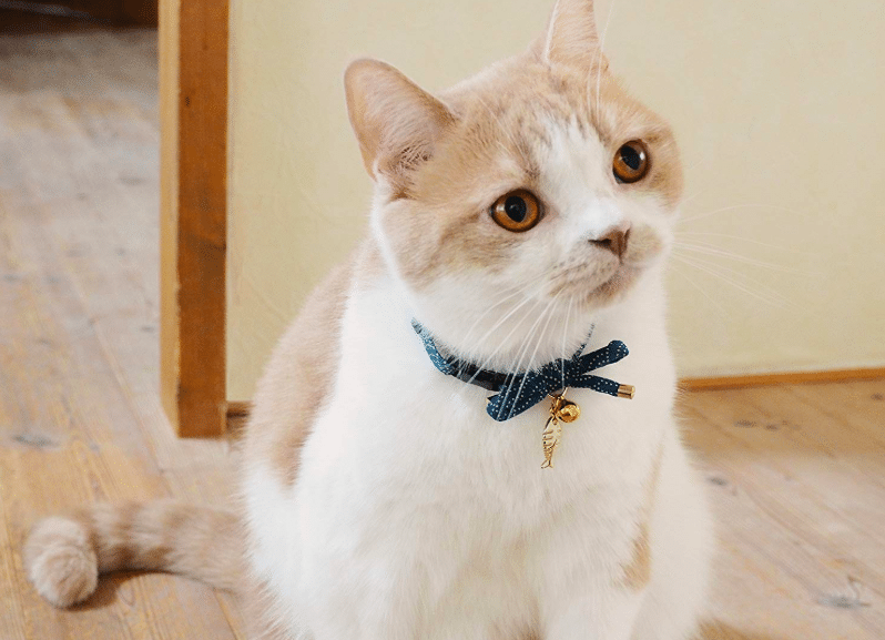 human cat collar with bell