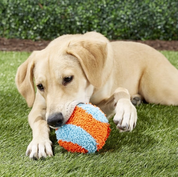 Dog Fetch Toys The 15 Top Dog Fetch Toys for Hours of Endless Play
