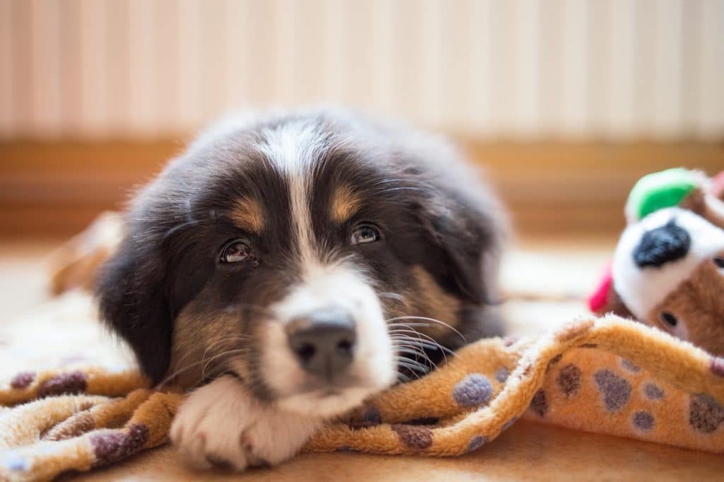 5 Signs Your Dog May Be Lactose Intolerant | The Dog People by Rover.com