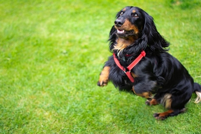Cane salta addosso alle persone
