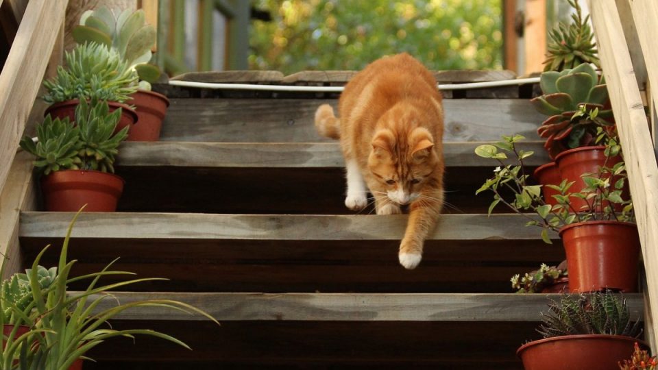 Orange cat walking down the stairs outdoors