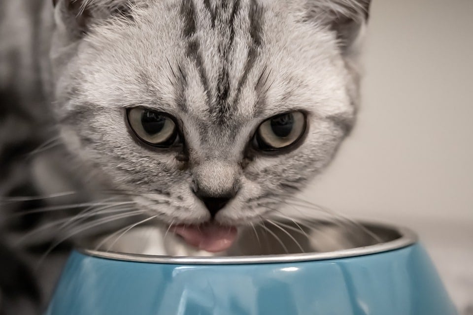 Un chat tirant la langue pour boire ou manger