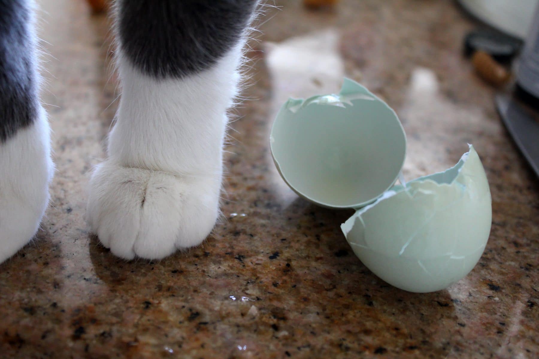 Can Cats Eat Eggs The Truth About Yolks Raw Eggs Scrambles
