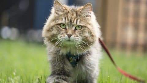 cat in grass wearing leash