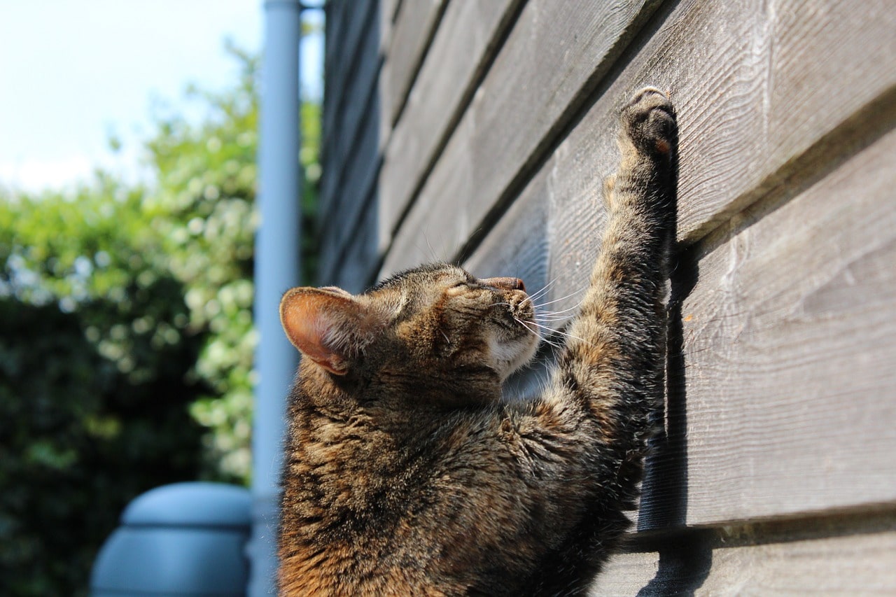 Cat Scratching: Why Cats Do It and Steps to Take When It's Destructive