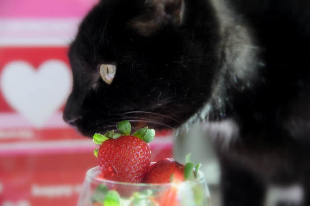 Can Cats Eat Strawberries? What to Know About Feeding Cats Fruit