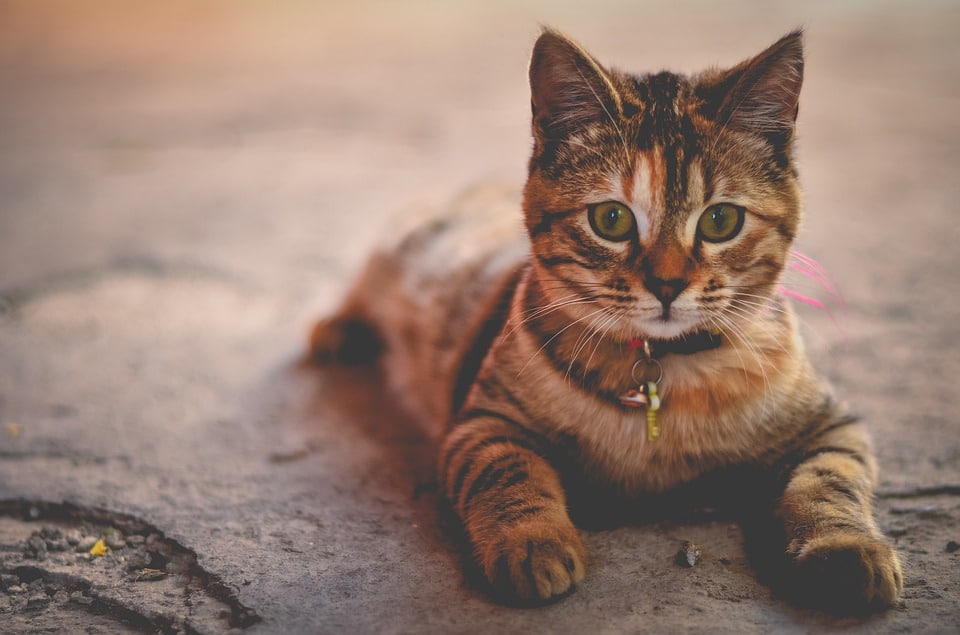 What to Do If You Find a Stray Cat Trapping, Identifying & Finding Owners