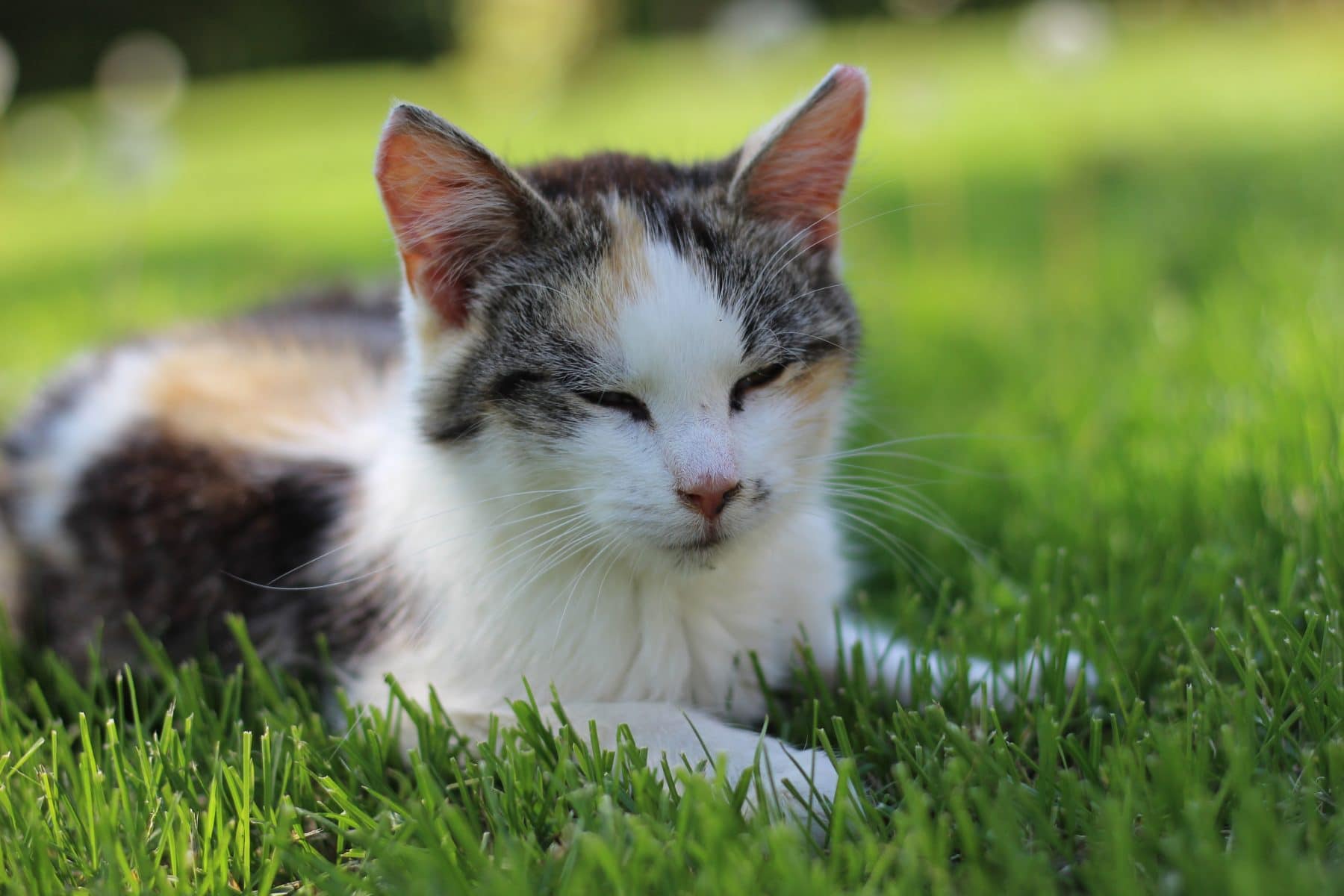 Cat Grass How To Grow It & Why Your Cat Will Like It