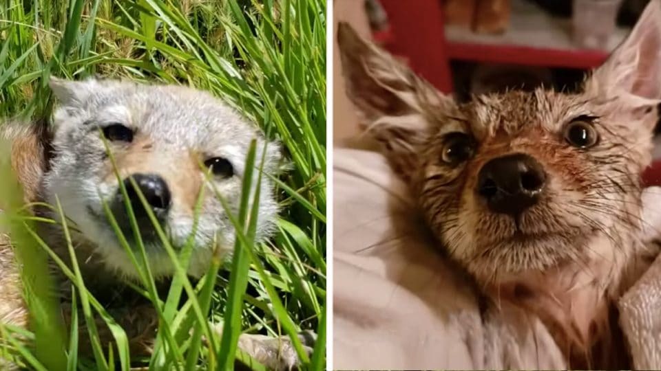 Coyote Pup, Female Coyote & Alpha Male Quaker Boy 3-Dog Night Call