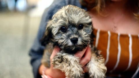 A woman holding a small dog.