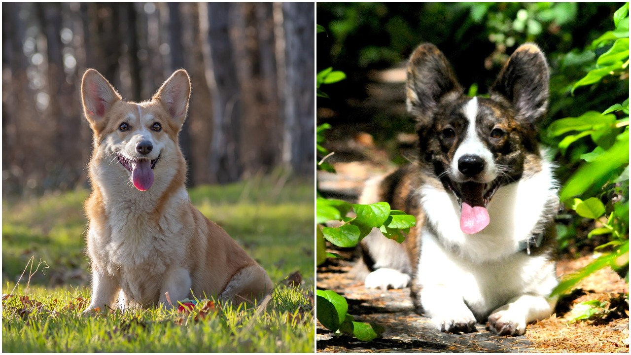 Dogs Fun Facts, History, and How To Get One