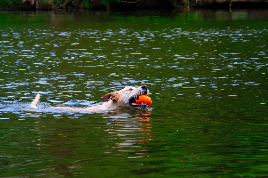 Algae Toxic to Dogs BlueGreen Algae Treatment and Prevention