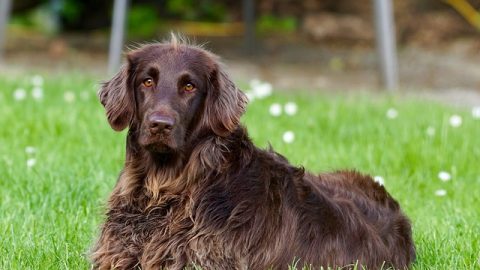 Long-haired dog - Pixabay