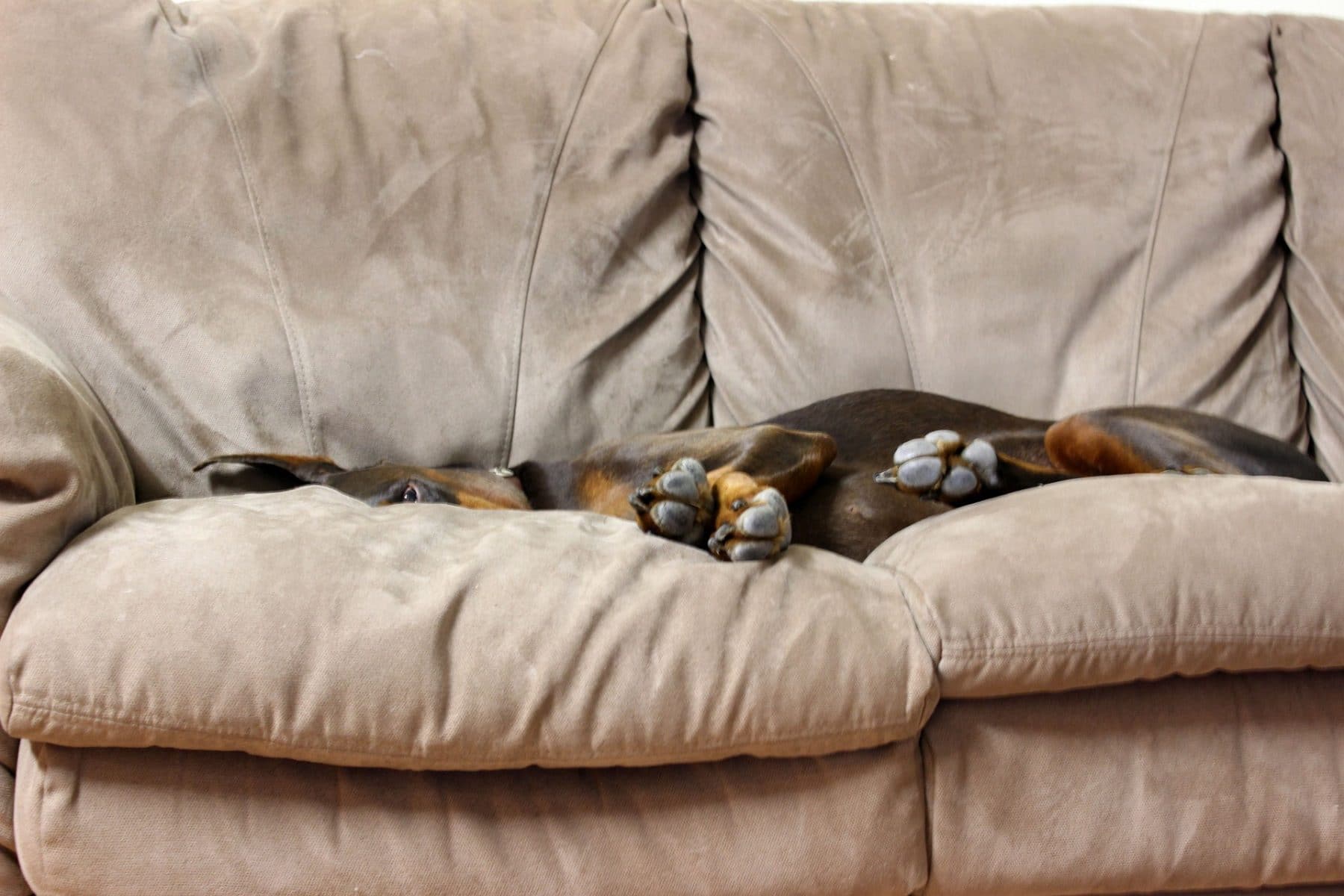 The 9 Best Handheld Pet Hair Vacuums The Dog People