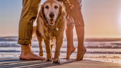 A happy dog on a beach at sunset by his owners' legs