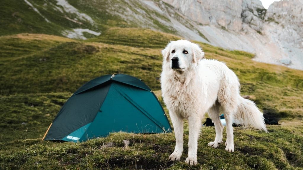 dog outdoor tent