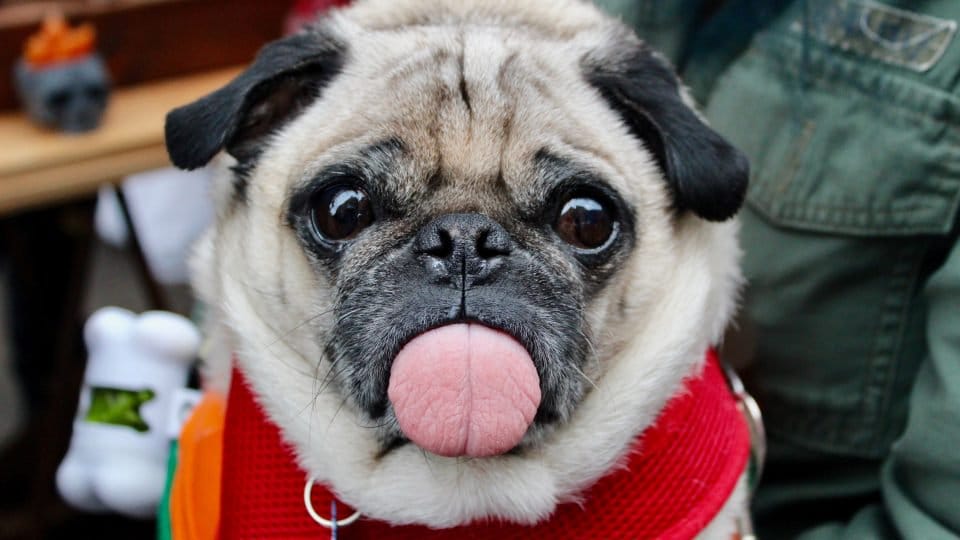 menta transportar fe Cuándo preocuparte si tu perro estornuda? | The Dog People by Rover.com