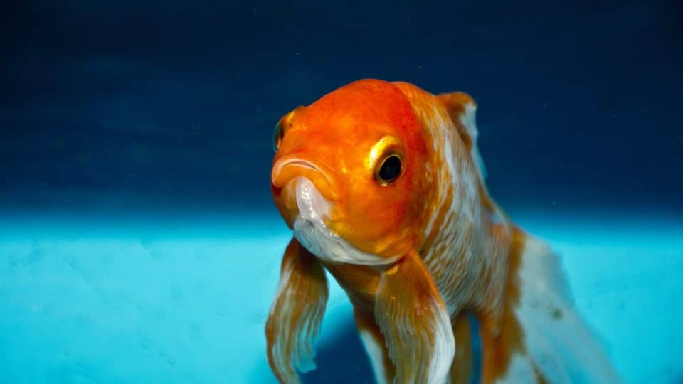 The Best Fish Names for Bettas, Guppies, Goldfish, and More