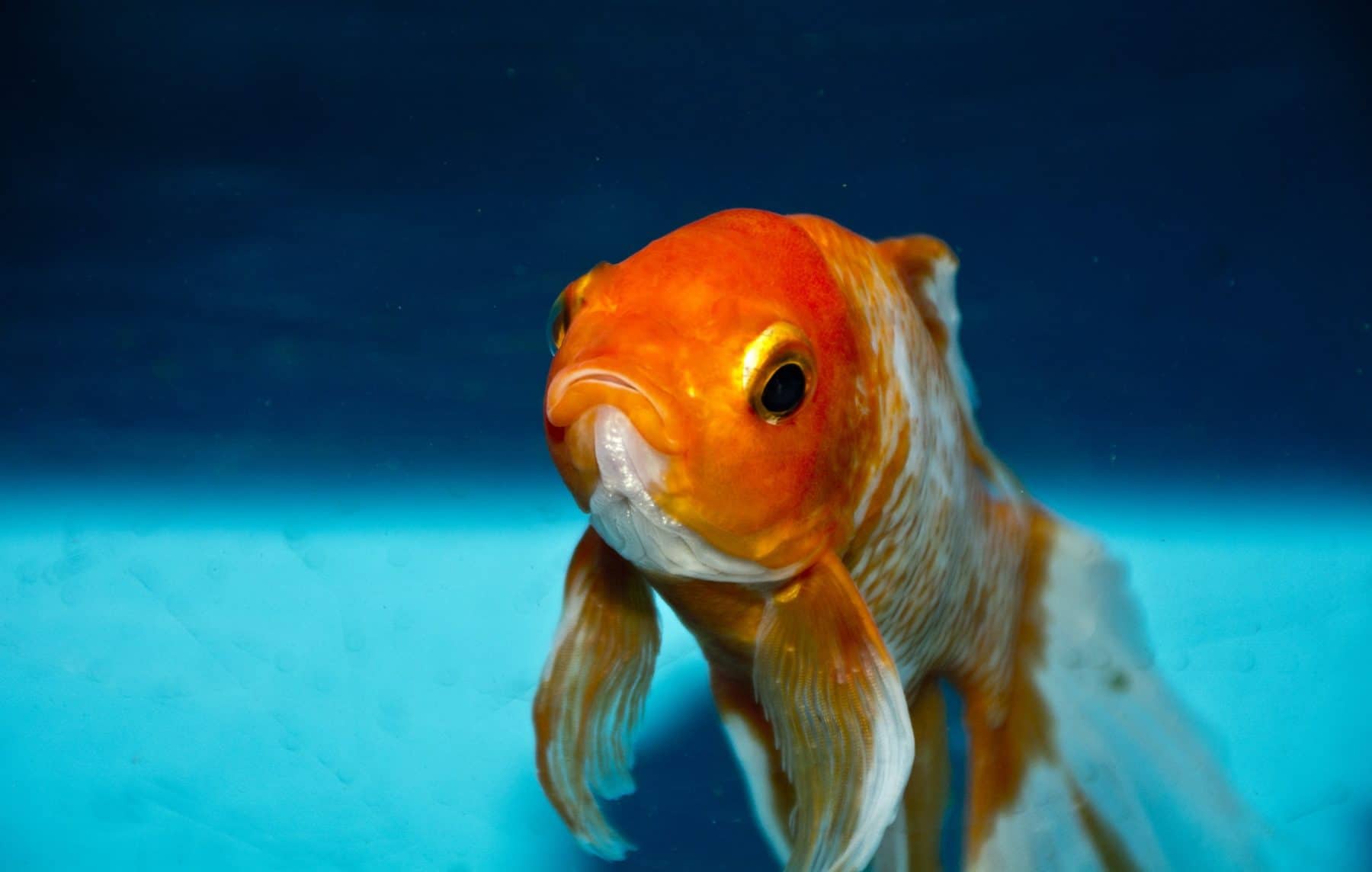 The Best Fish Names Of 2019 For Bettas Guppies Goldfish And More