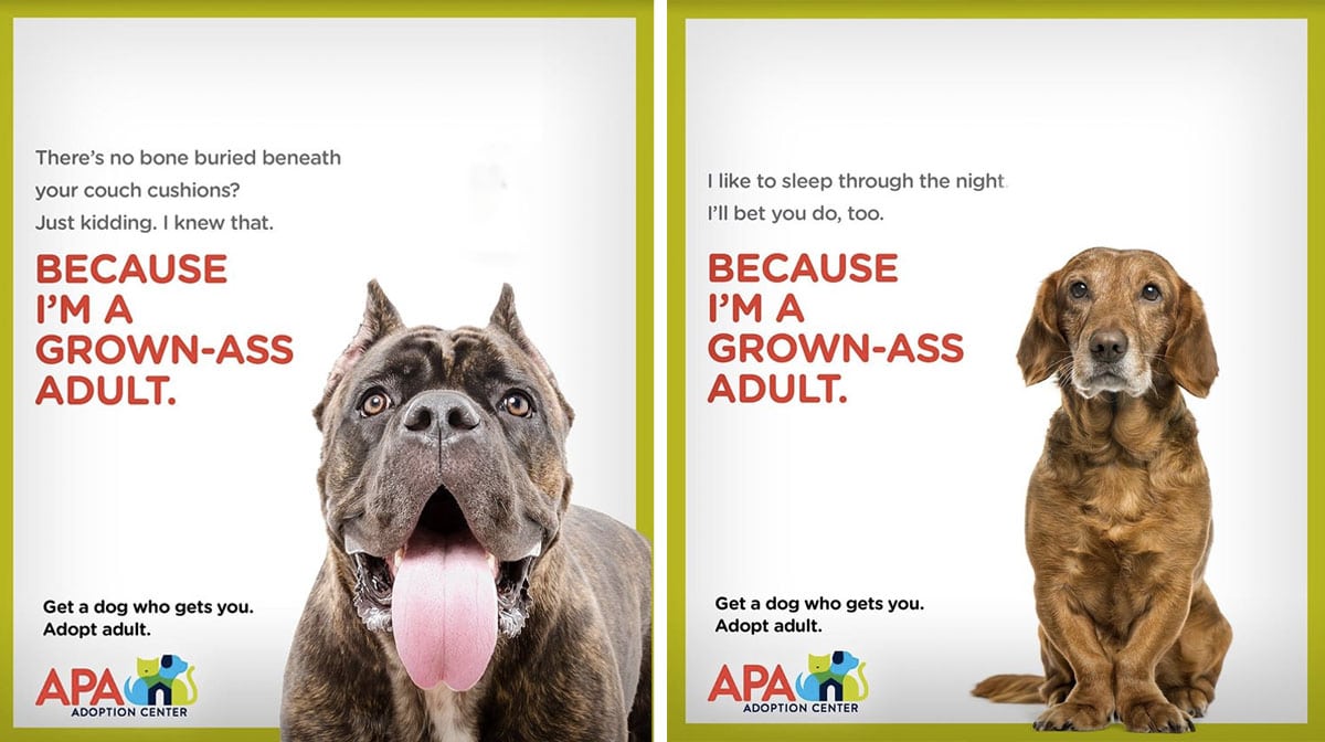 Edgy Marketing Campaign Helps Shelter Increase Senior and Adult Adoptions  by Incredible Margin | The Dog People by 