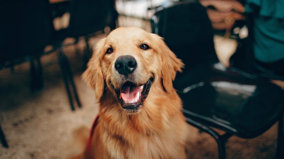 Sju förvånande sätt hunden visar kärlek på | Dog People by Rover.com