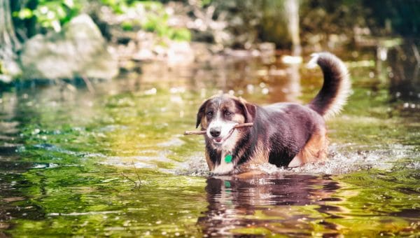 a dog plays in a river with a stick in her mouth