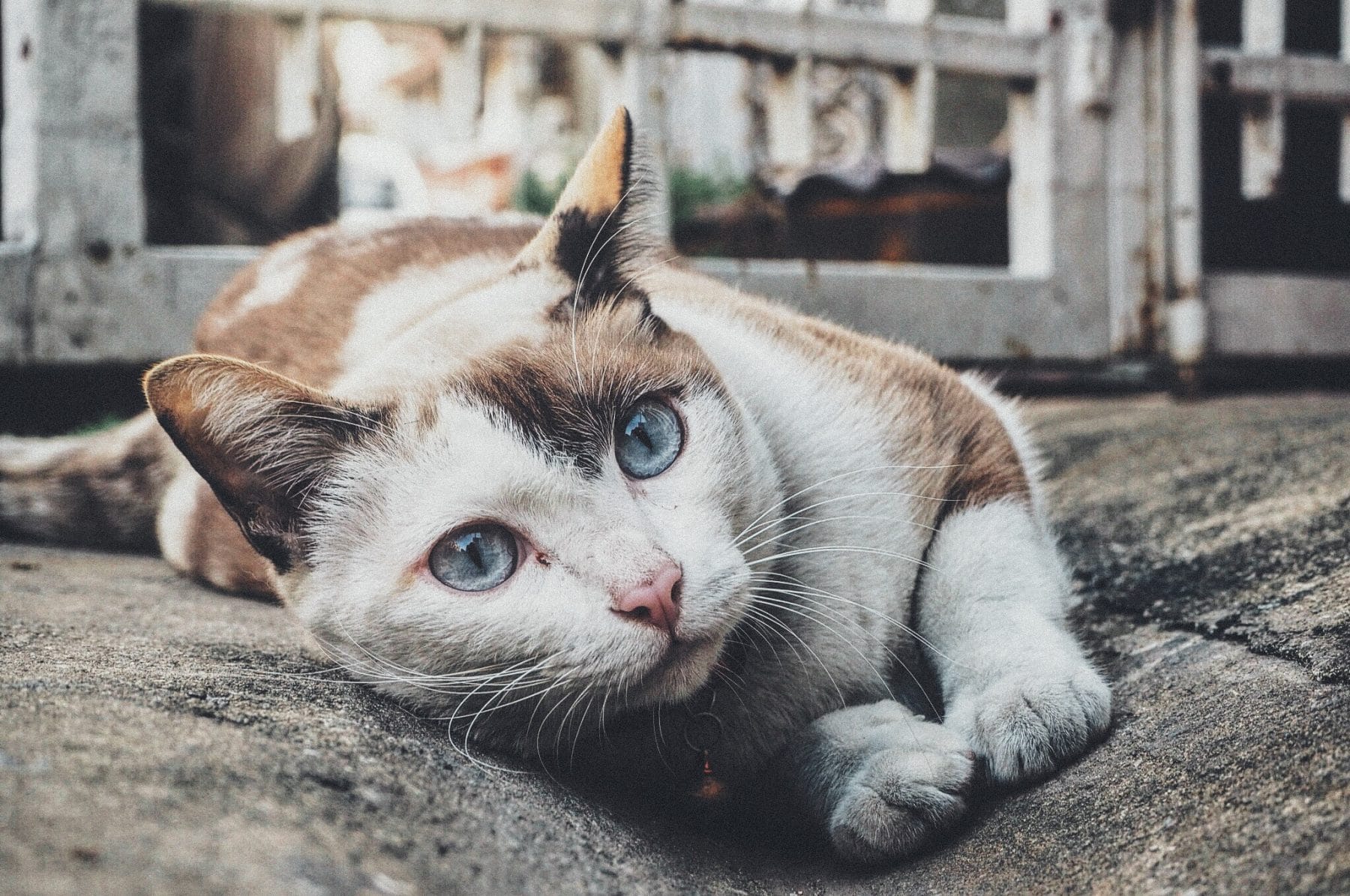 A Japanese Cat Island With More Than 200 Cats (Yes, You