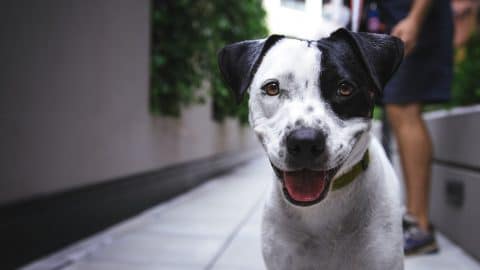 A black and white dog smiling at the camera.