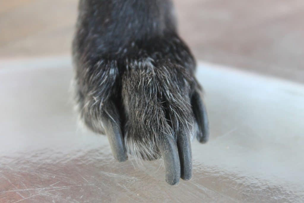 How to Trim Dog Nails That Are Overgrown | The Dog People by 