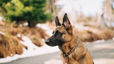 A German Shepherd with a collar looking down a road.