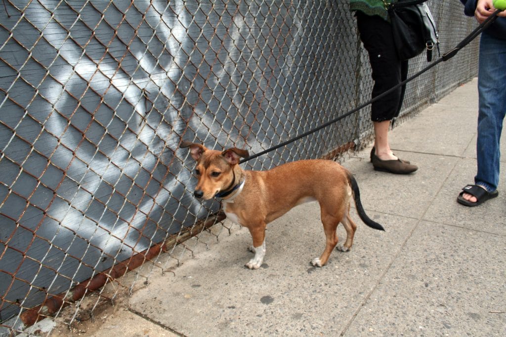 How to Adopt a Dog in New York City Fees and Top Shelters