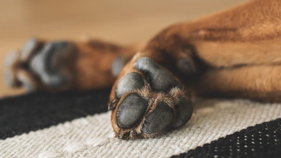 How to Trim Dog Nails That Are Overgrown | The Dog People by 