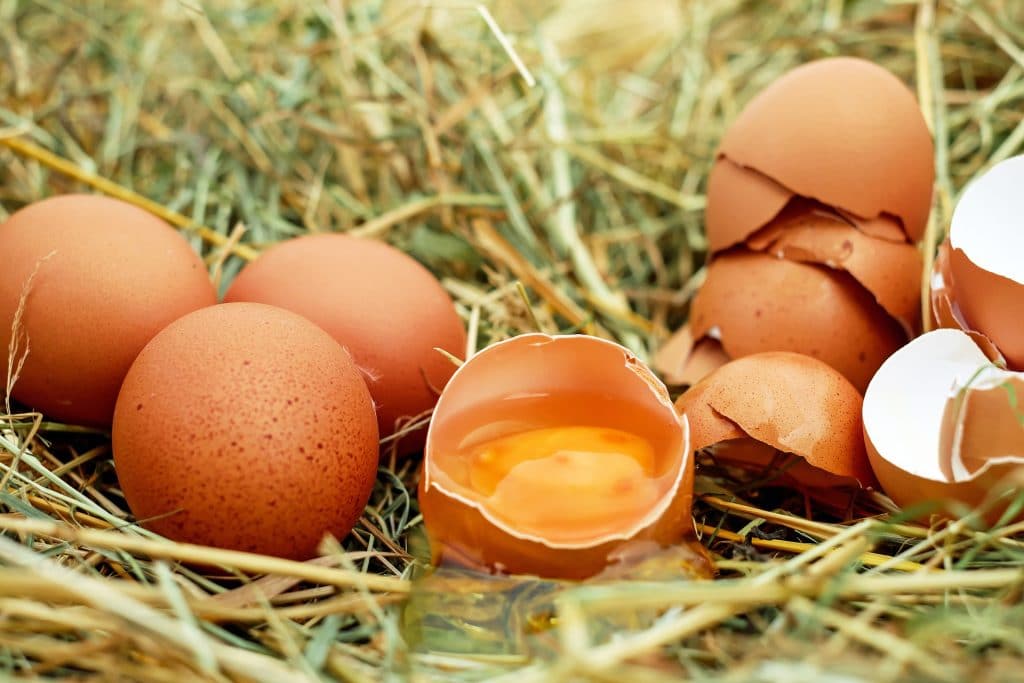 Can Cats Eat Eggs The Truth About Yolks Raw Eggs Scrambles
