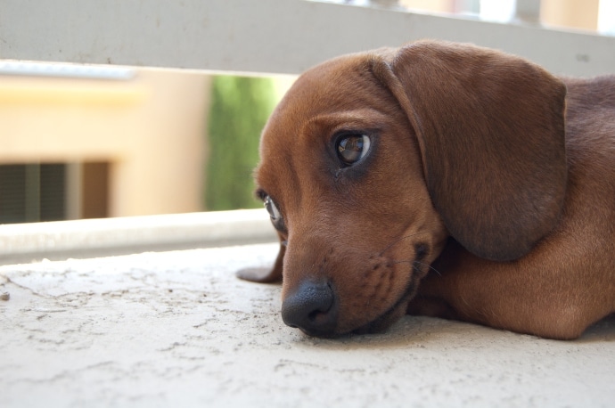 Genera la misma tristeza el gemido de un perro que llanto un bebé? | The Dog People by Rover.com