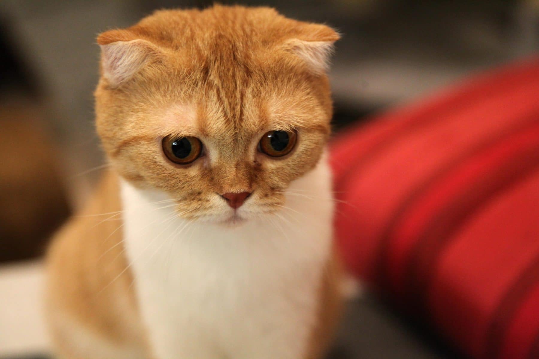 Scottish Fold Cats 9 Surprising Facts About The Breed