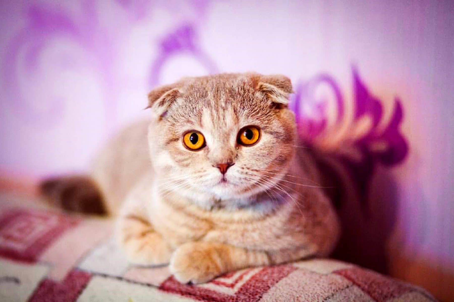 Scottish Fold Cats 9 Surprising Facts About the Breed