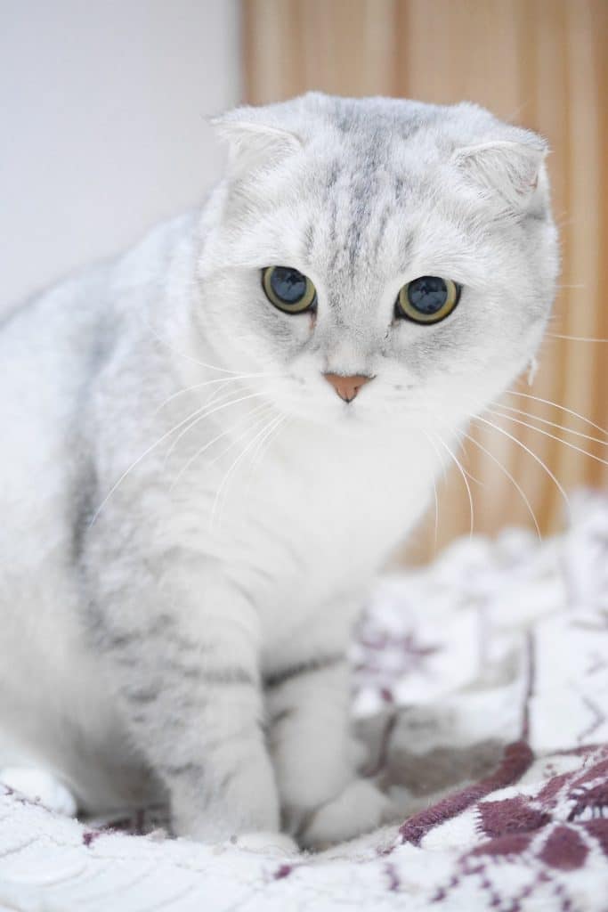 Scottish Fold Cats 9 Surprising Facts About The Breed