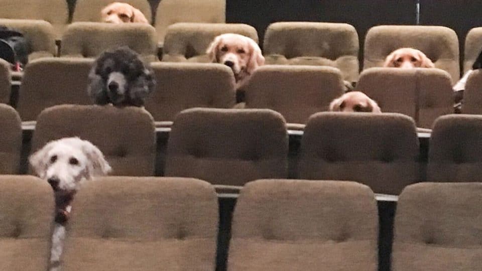 Service Dogs Attend Theatre Performance and It's Basically the Cutest