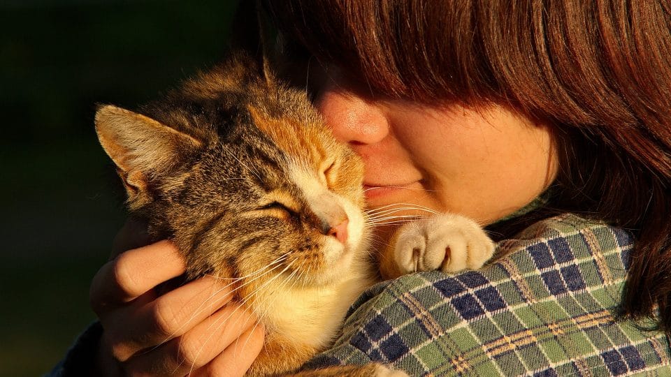 Avere un gatto migliora la tua salute (in otto modi) | The Dog People by Rover.com