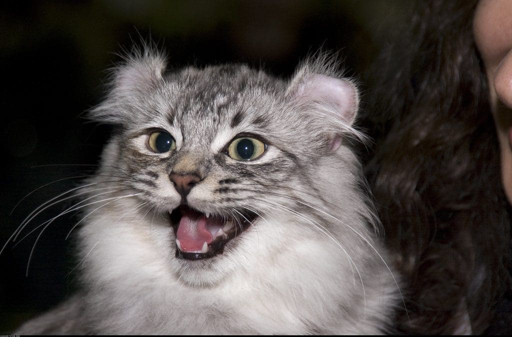 American Curl Cats 8 Facts You Probably Don T Know