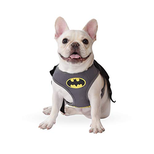 Frenchie in Batman harness