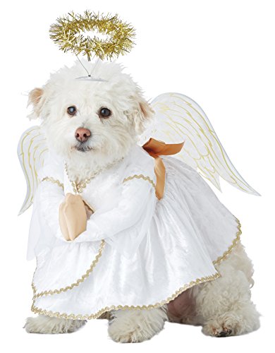 small dog dressed as angel