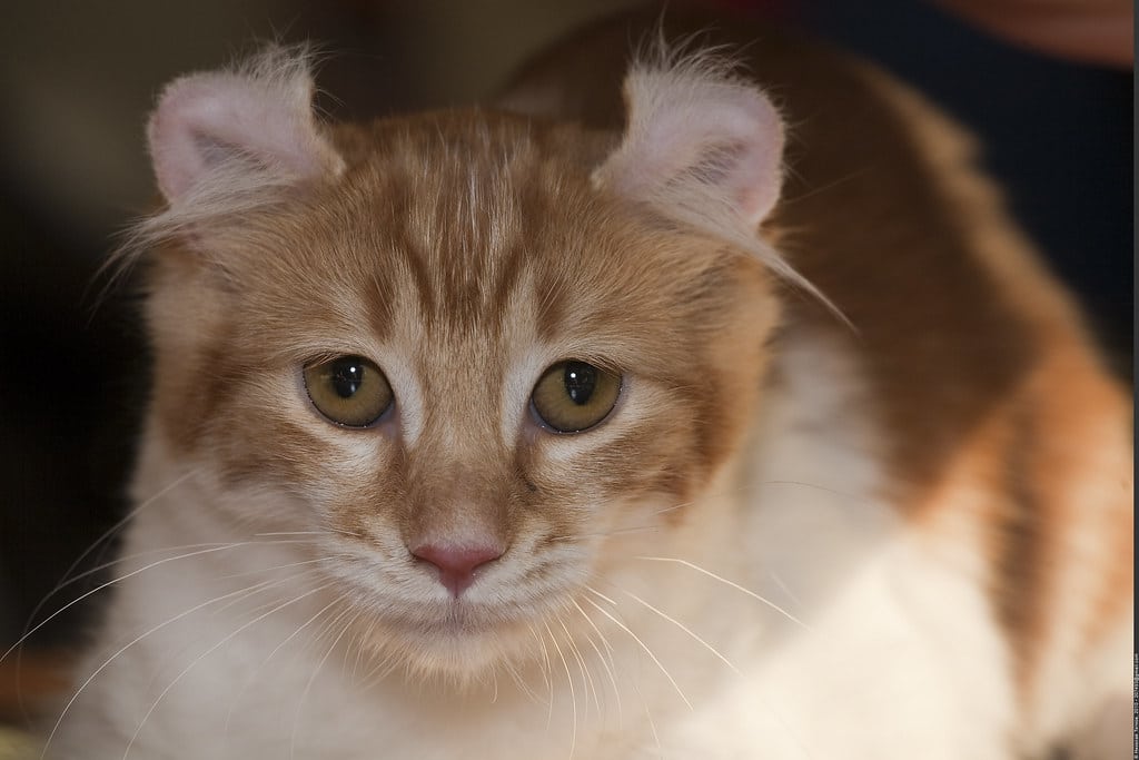 American Curl Cats 8 Facts You Probably Don T Know