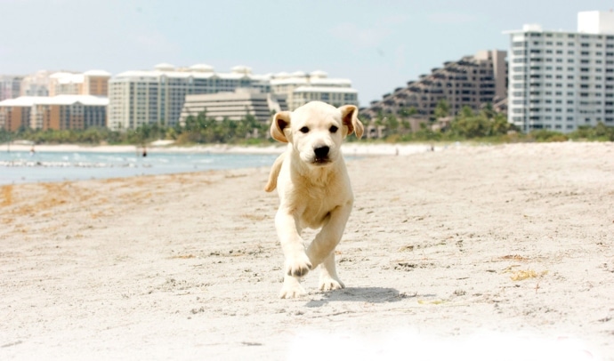 chiot Labrador Marley qui court sur la plage