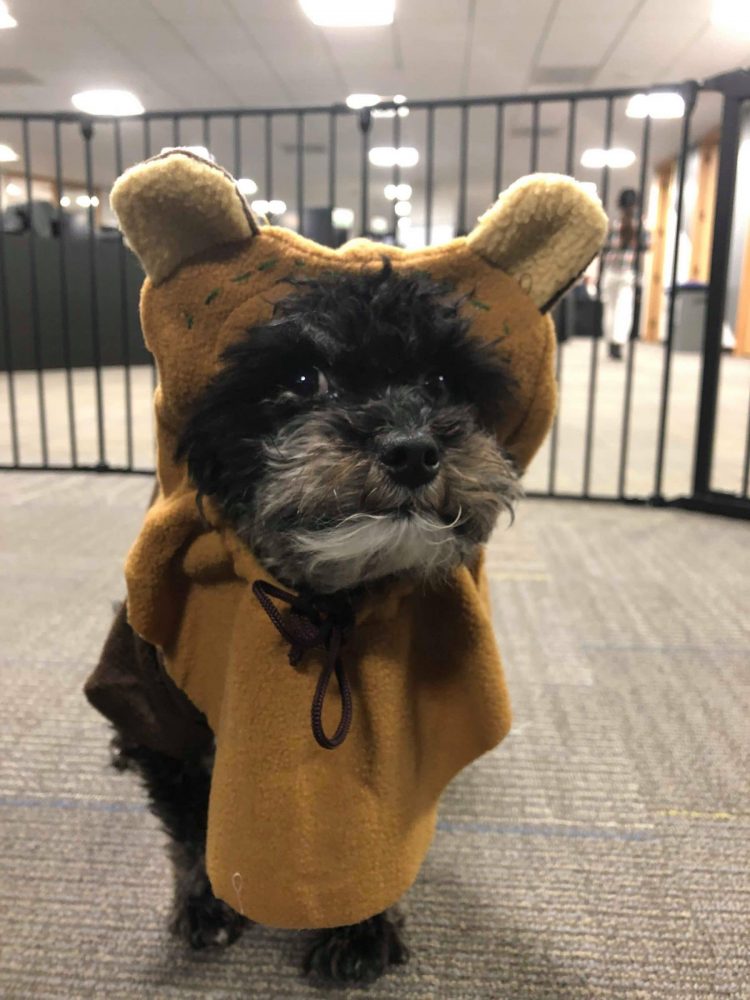 Rover dog dressed as Ewok