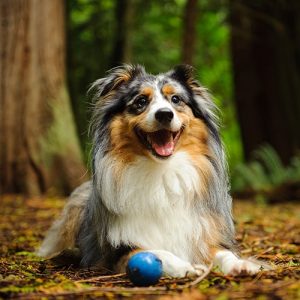 Australian Shepherd dog with ball