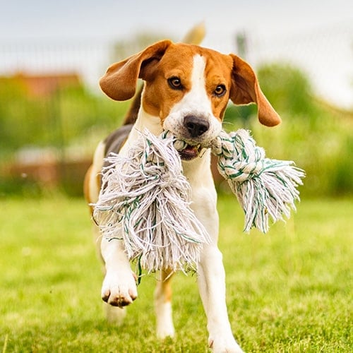 What Kind Of Toys Do Beagles Like