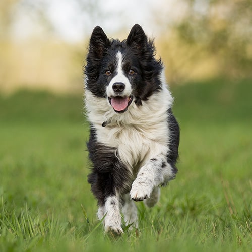 Breeds Archive The Rover Blog