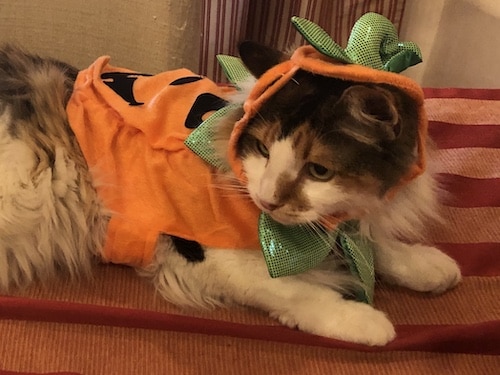 cat in pumpkin outfit